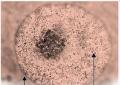 Плазматическая мембрана: характеристики, строение и функции Строение клеточной мембраны кратко